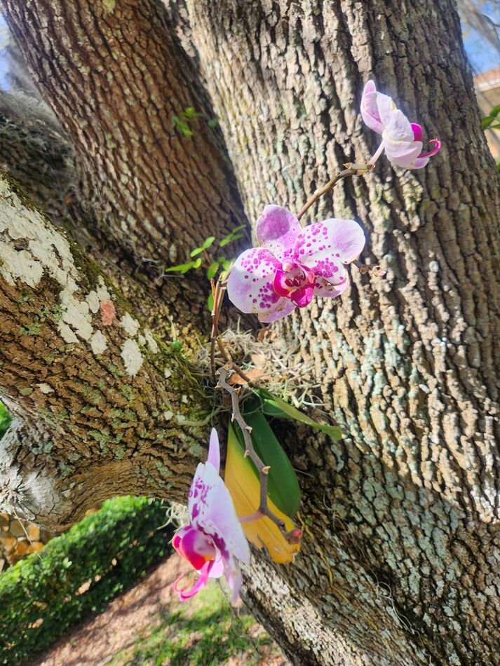 My orchids Sometimes, I buy orchids at Publix (especially when they