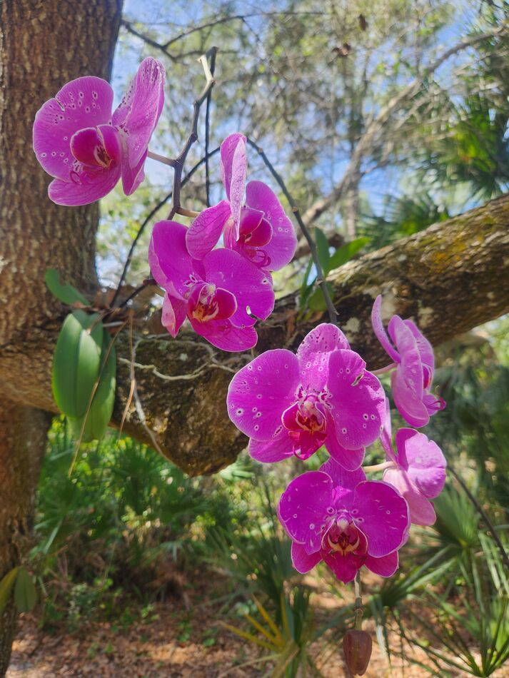 My orchids Sometimes, I buy orchids at Publix (especially when they