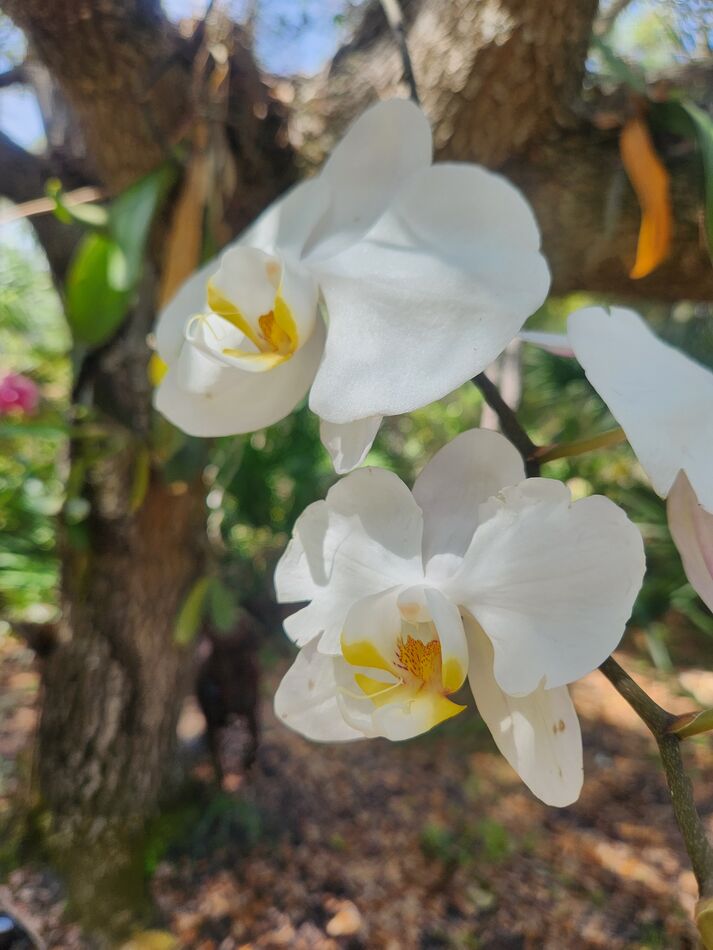 My orchids Sometimes, I buy orchids at Publix (especially when they