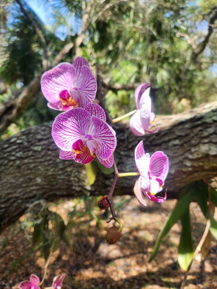 My orchids Sometimes, I buy orchids at Publix (especially when they