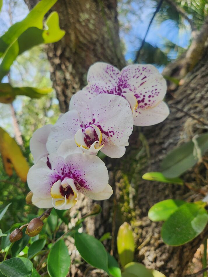 My orchids Sometimes, I buy orchids at Publix (especially when they