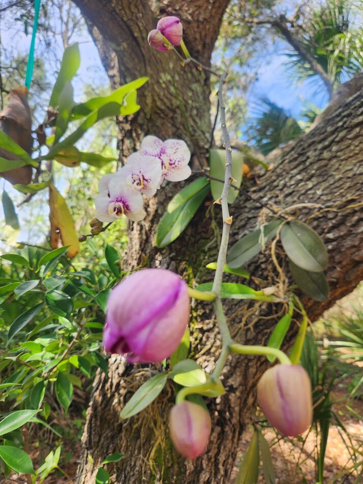 My orchids Sometimes, I buy orchids at Publix (especially when they