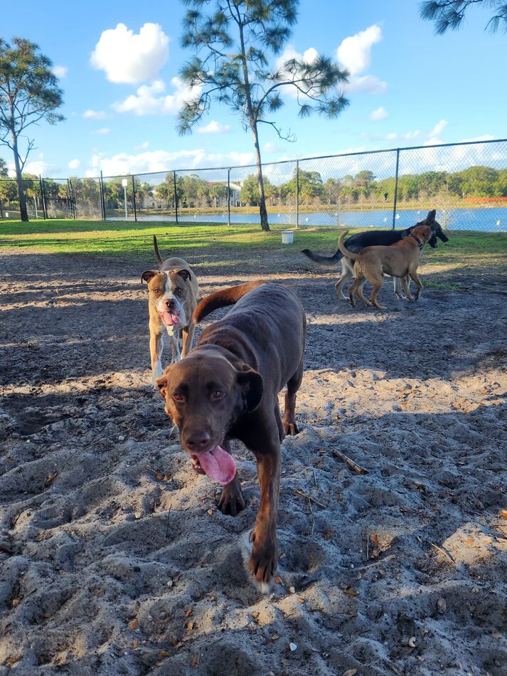 Nice dog park in Stuart We were there couple times. It's a really nice